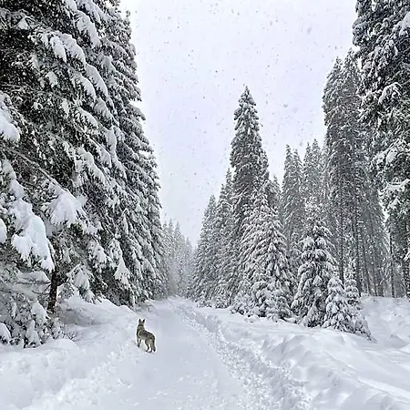 Hotel The Foresta Jasna Mountain Cabin 3*
